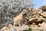 CAIRN TERRIER 113